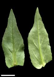 Veronica catenata. Lower leaves. Scale = 10 mm.
 Image: P.J. Garnock-Jones © Te Papa CC-BY-NC 3.0 NZ